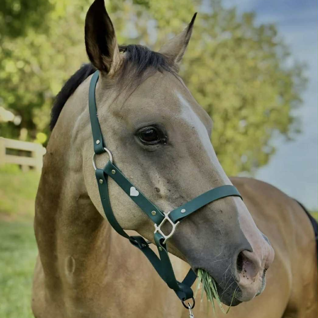 Pour Chevaux