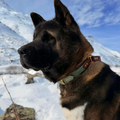 Collier Buddy en BioThane® personnalisable