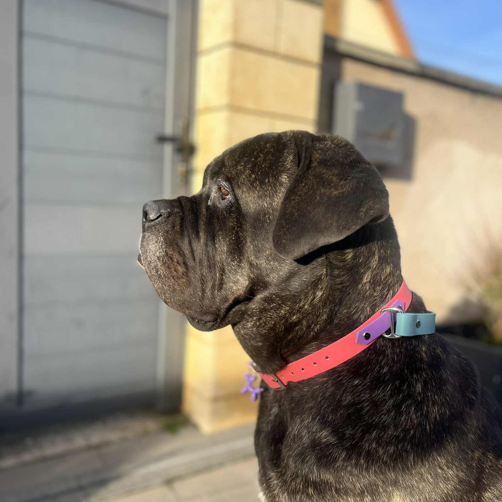 Collier Buddy en BioThane® personnalisable