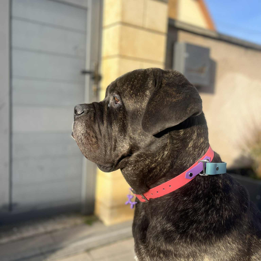 Collier Buddy en BioThane® personnalisable