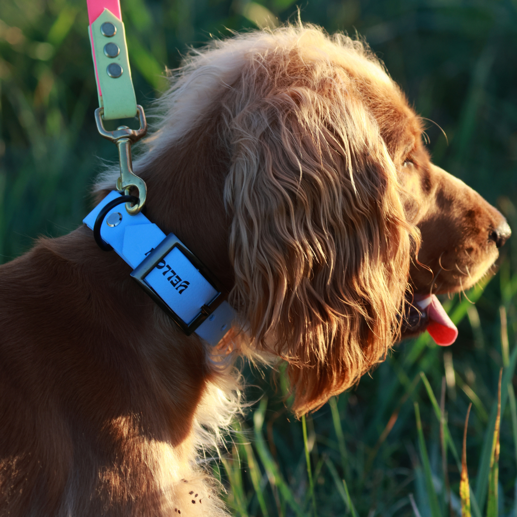 Collier Essential personnalisé en BioThane® fabriqué à la main en France