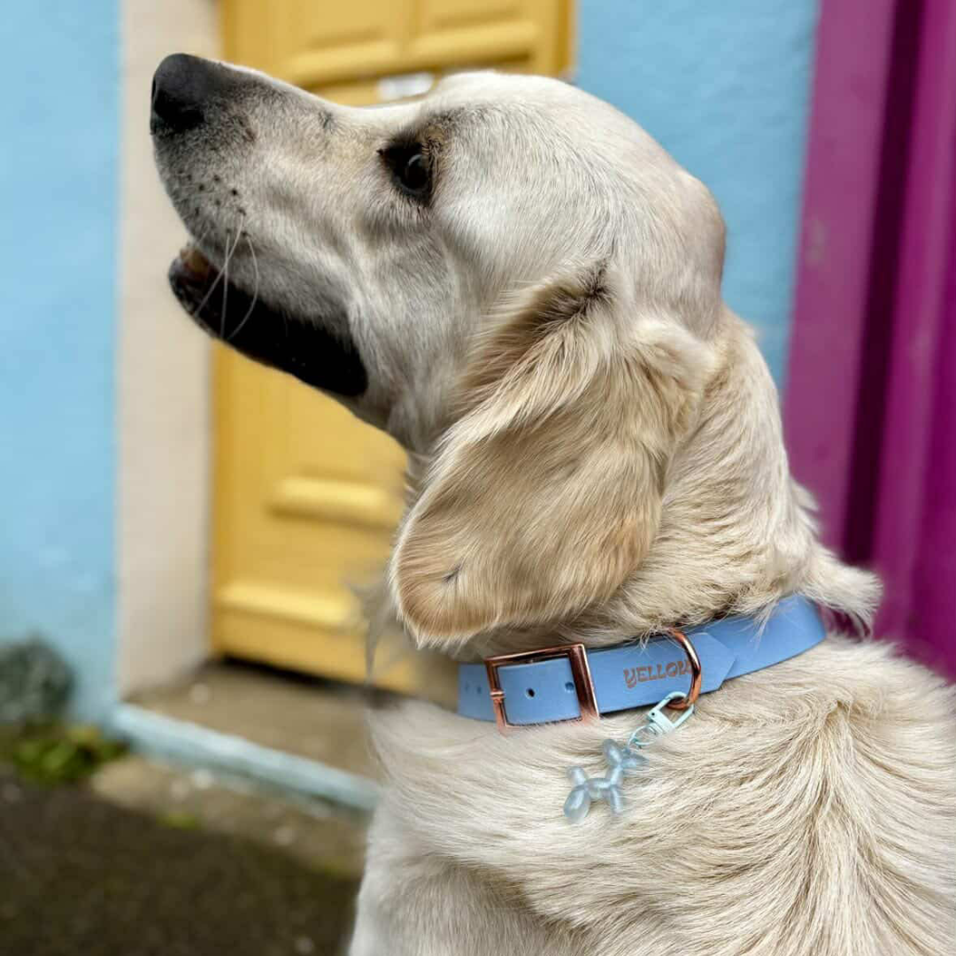 Collier Essential personnalisé en BioThane® fabriqué à la main en France