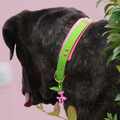 Collier Link en BioThane® personnalisable