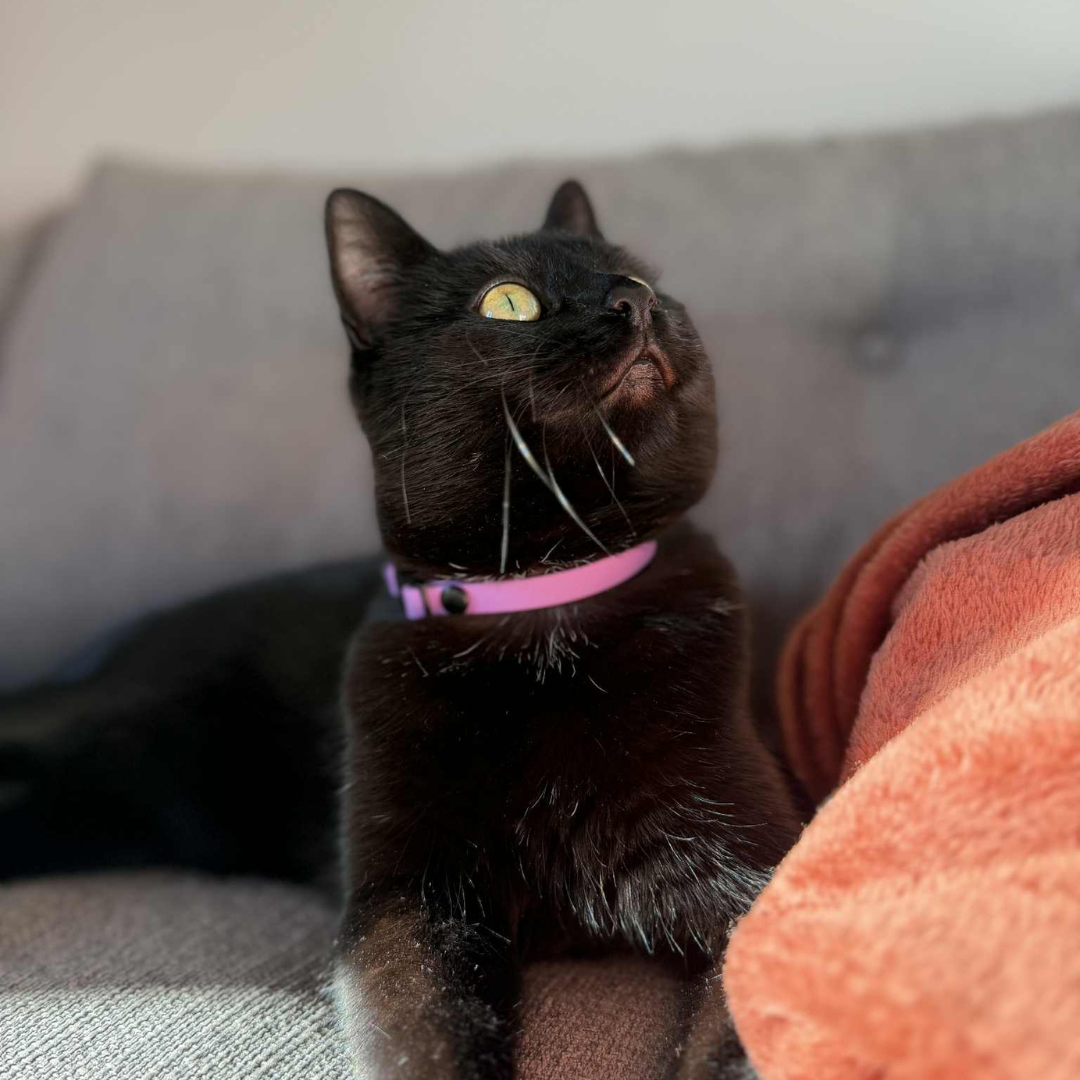 Collier Kitty en BioThane® personnalisable